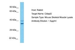 CTDSPL2 Rabbit anti-Mouse, Polyclonal, Novus Biologicals 0.1ml; Unconjugated:Antibodies,